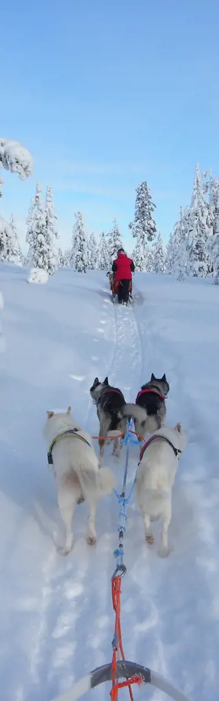 Hundeschlittentour in Finnland